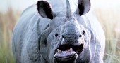 One-horned Rhinoceros
