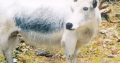 Nilgai