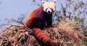 Red Panda