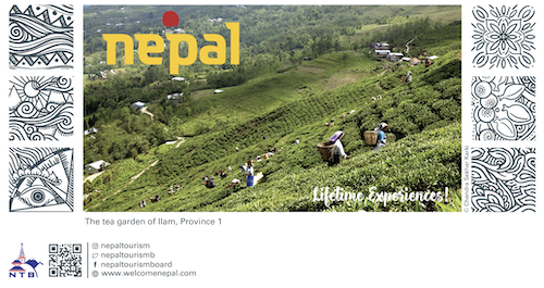The Tea Garden of Ilam