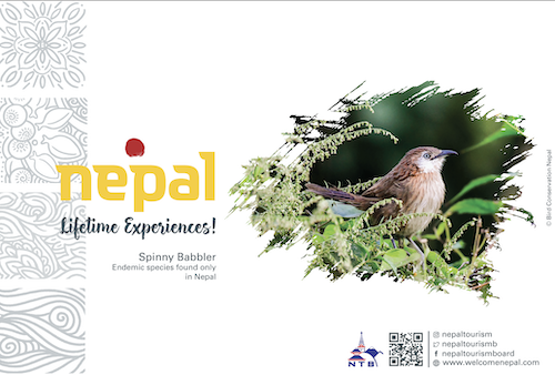 Spinny Babbler