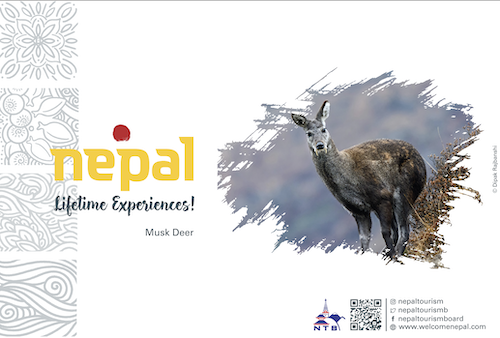 Musk Deer