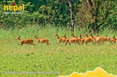 Barasinghe