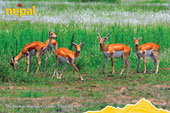 Blackbuck