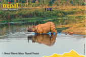 One Horned Rhino